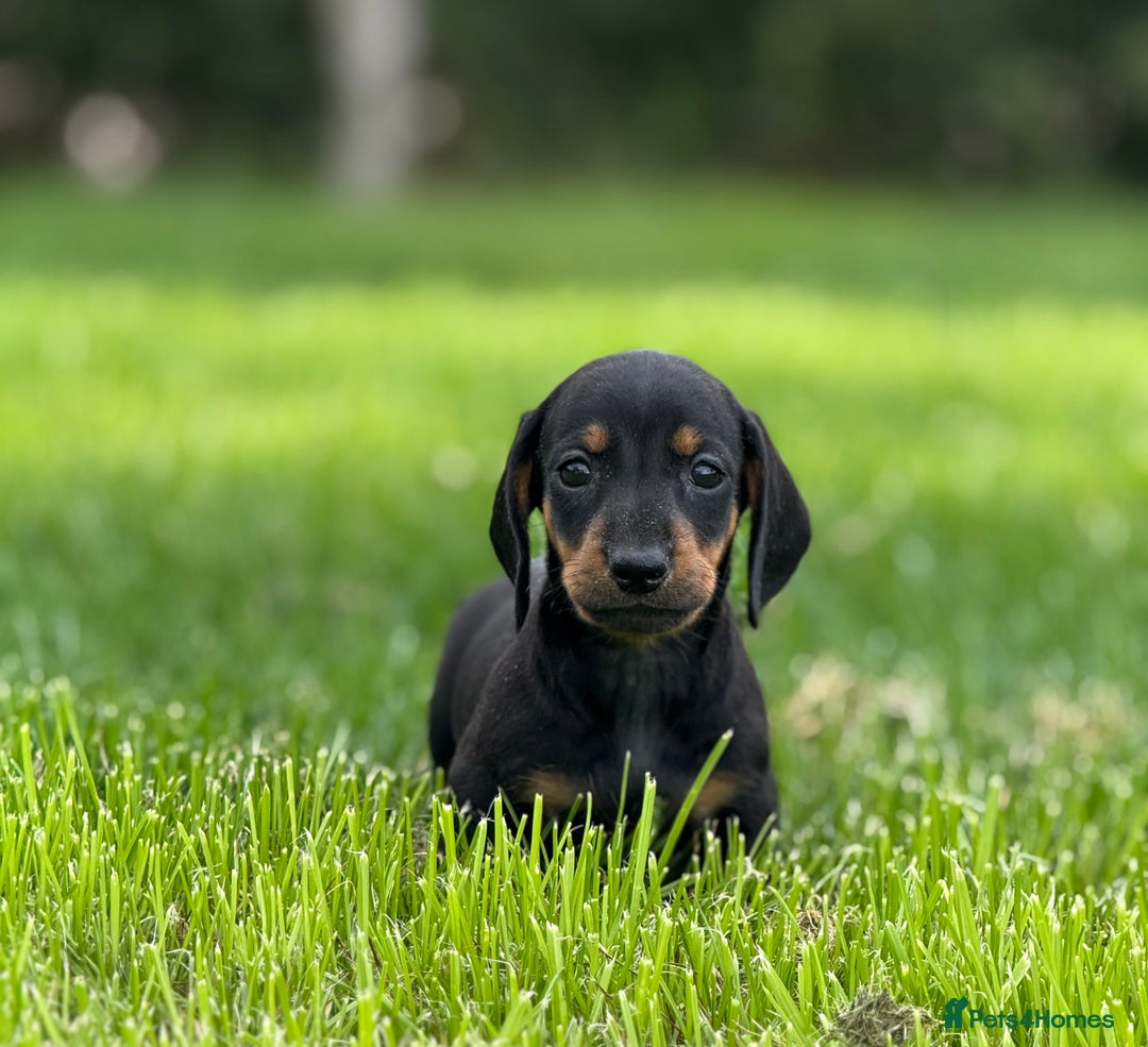 Dachshund dogs for sale: Beautiful KC smooth haired dachshund puppies  - Image 7