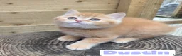 British Longhair cats for sale: 💖 Champion Line, British SH/LH Cuties 💖 - Advert 7