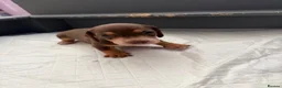Miniature Dachshund dogs for sale: 🐶🐶🐶❤️❤️❤️❤️miniature Daschund puppies for sale  - Advert 9