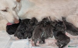 German Shepherd dogs for sale:  kc,health tested straight back german shepherd - Image 2