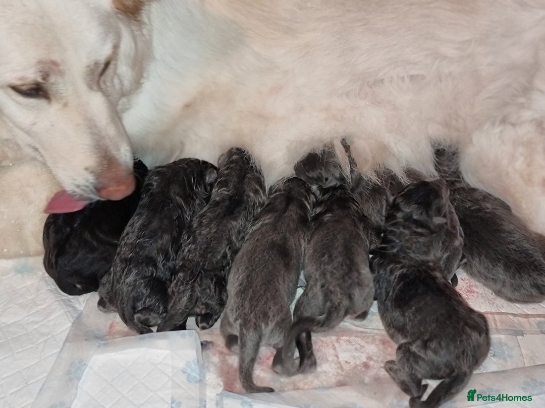 German Shepherd dogs for sale:  kc,health tested straight back german shepherd - Image 2