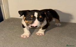 English Bull Terrier dogs for sale: QUALITY BULL TERRIER PUPPIES ❗️❗️ - Image 2