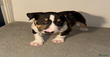 English Bull Terrier dogs - Advert 9