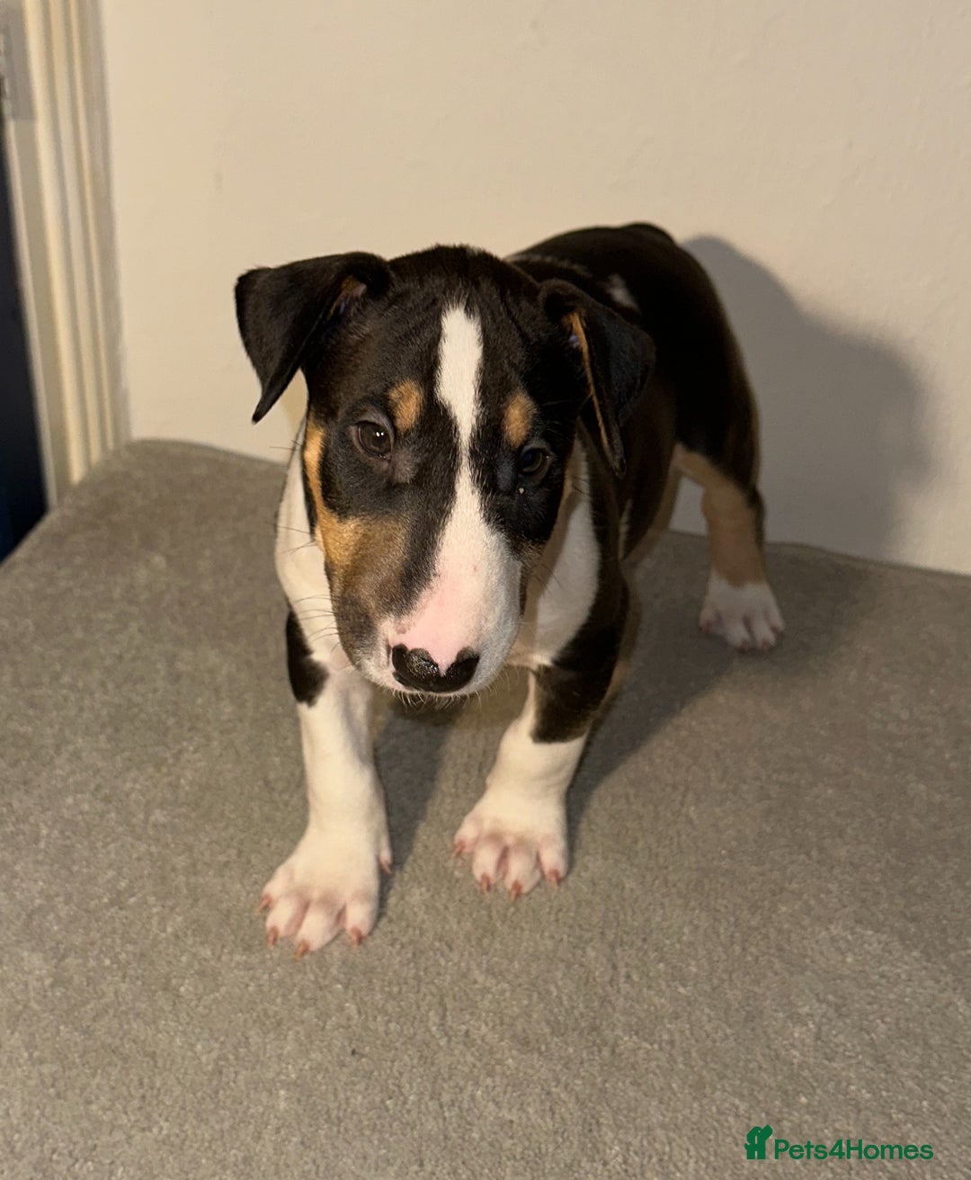 English Bull Terrier dogs for sale: QUALITY BULL TERRIER PUPPIES ❗️❗️ - Image 2