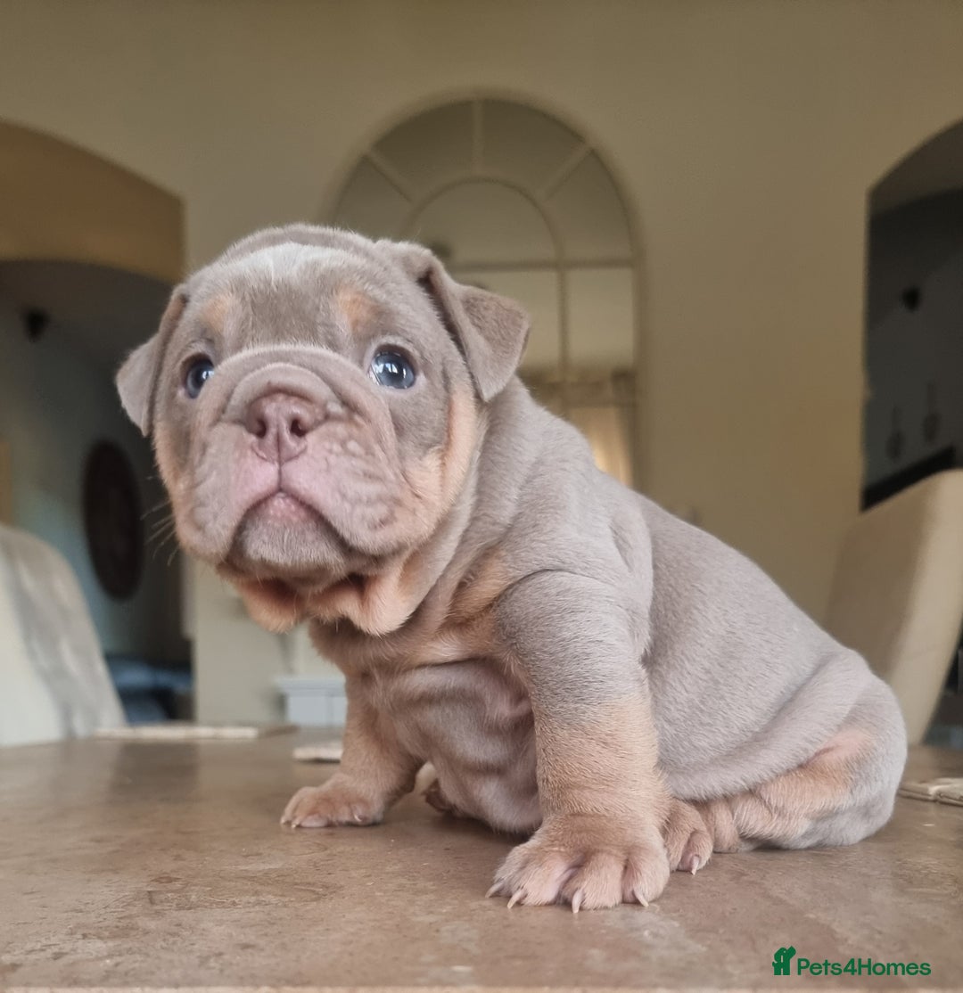 English Bulldog dogs for sale: Beautiful bulldog puppies - Advert 5