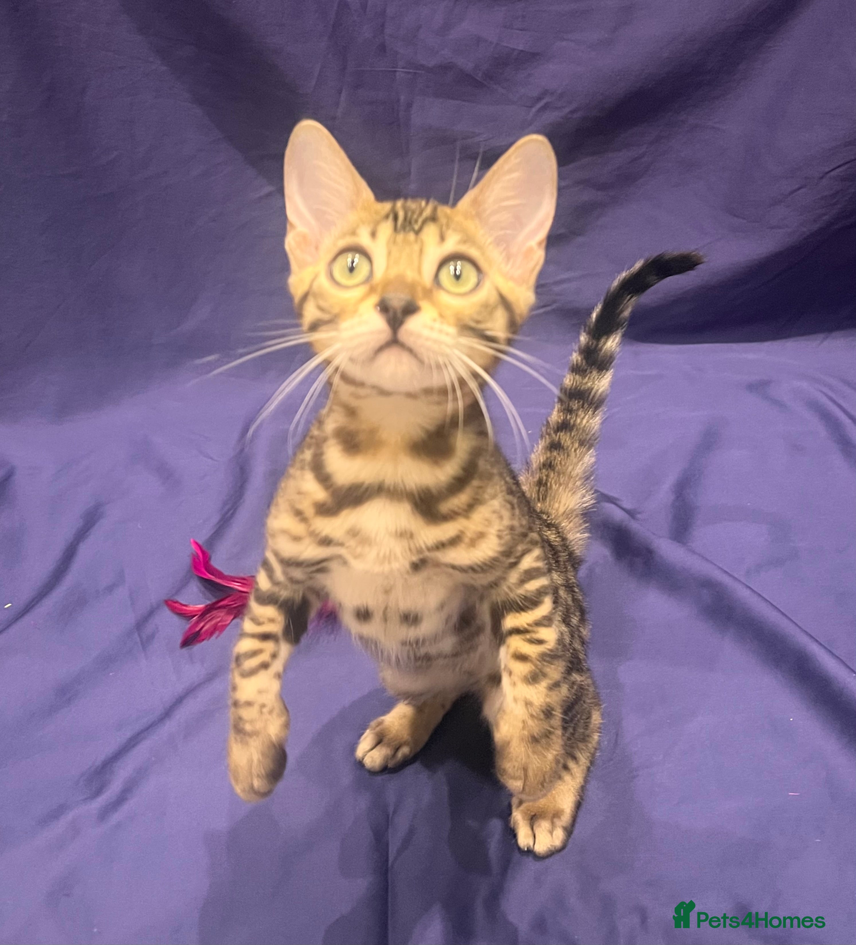 Bengal cats Stunning full pedigree registered bengal kittens  - Advert 5