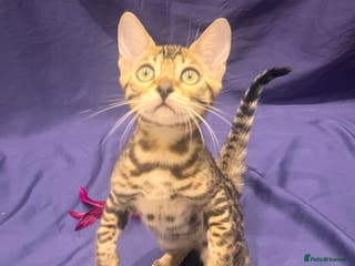 Bengal cats Stunning full pedigree registered bengal kittens - Advert 3