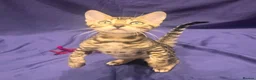Bengal cats for sale: Reserved** Stunning registered bengal kittens  - Advert 1