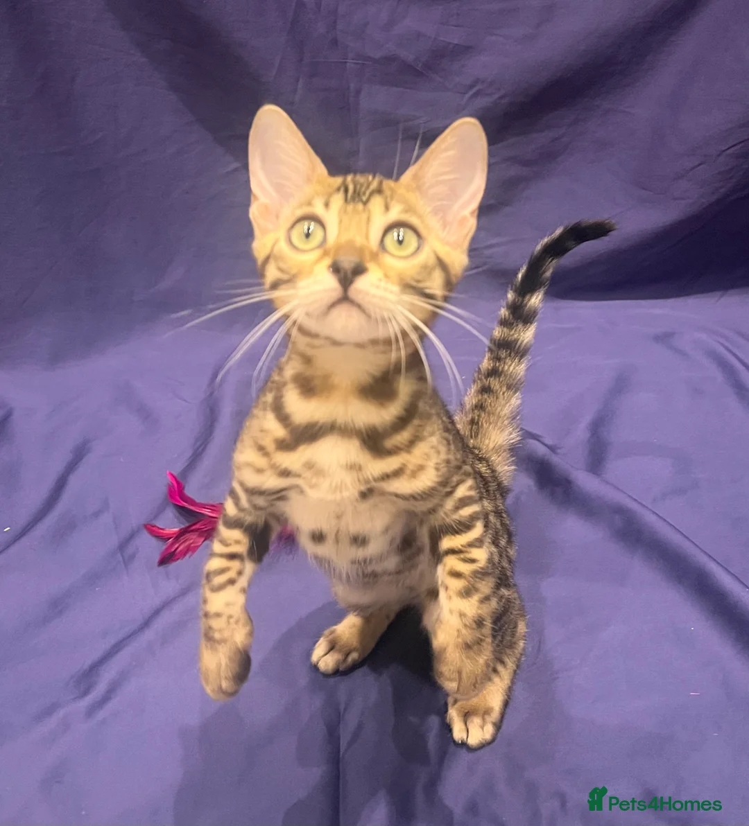 Bengal cats for sale: Reserved** Stunning registered bengal kittens  - Advert 1