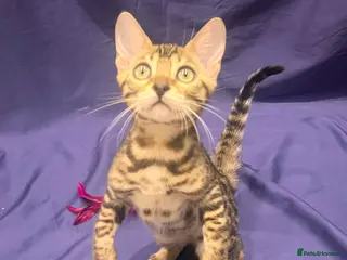 Bengal cats Reserved** Stunning registered bengal kittens - Advert 8