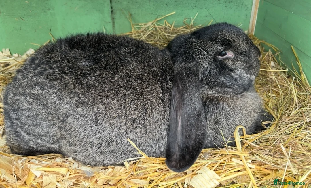 French Lop rabbits for sale: 2 French lop girls - Advert 2