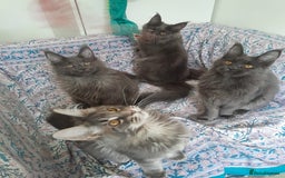 Maine Coon cats for sale: solid blue+ maine coon 1boy 3girls TICA - Advert 1