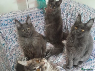 Maine Coon cats solid blue+ maine coon 1boy 3girls TICA - Advert 6