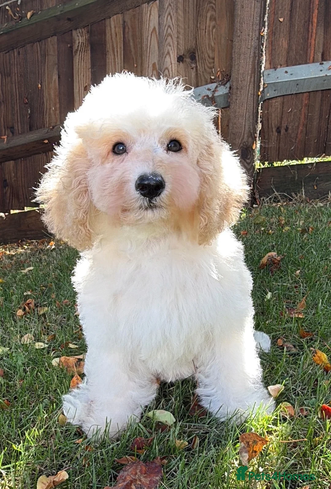 Labradoodle dogs for sale: DNA Health tested F2B Miniature Labradoodle pups - Advert 2
