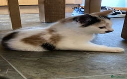 Mixed Breed cats for sale: KITTENS for Sale - Boys and Girls - Advert 8