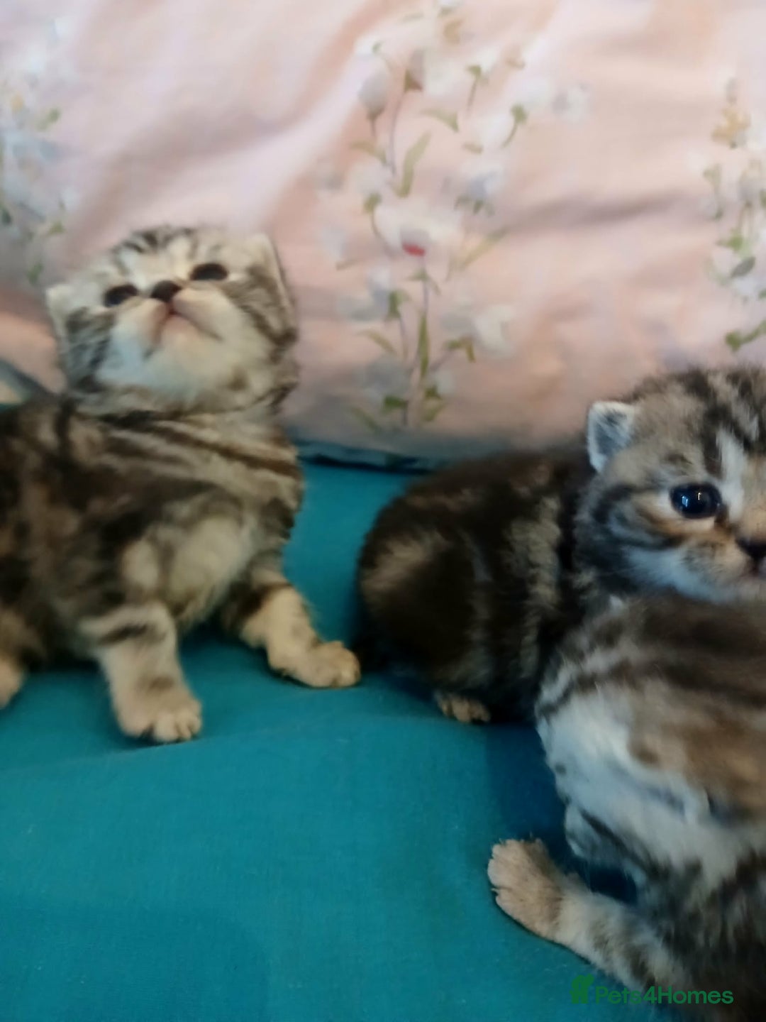 British Shorthair cats for sale: Bsh. Silver Tabby Classic .GCCF . - Advert 1