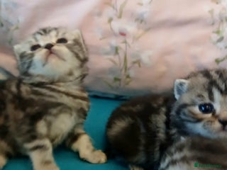 British Shorthair cats Bsh. Silver Tabby Classic .GCCF . - Advert 12