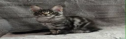 Maine Coon cats for sale: 🌟Ready now🏡 XL GCCF Registered Maine Coon kitten - Advert 5
