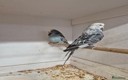 Budgerigars birds for sale: ANTHRACITE 2022 and 23 - Image 3