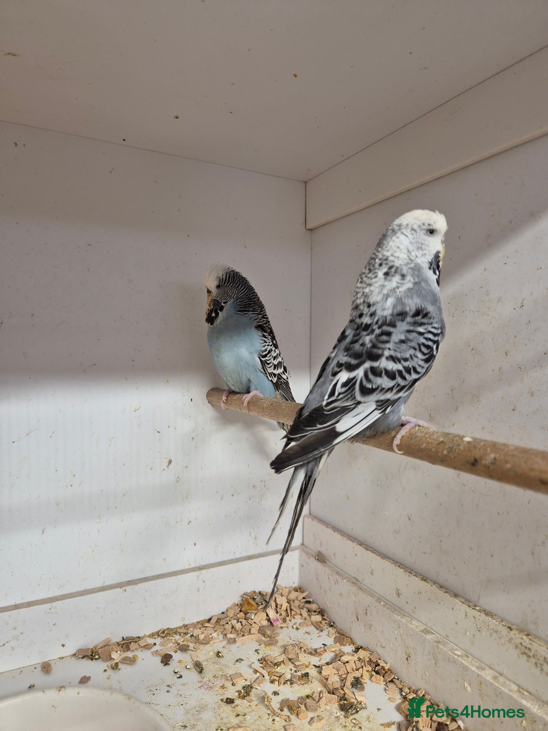 Budgerigars birds for sale: ANTHRACITE 2022 and 23 - Image 3