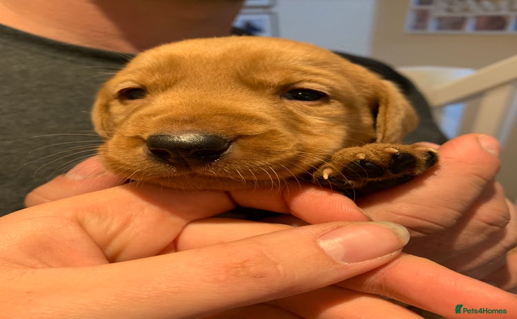 Labrador Retriever dogs Red KC registered Labrador puppies for sale  - Advert 6