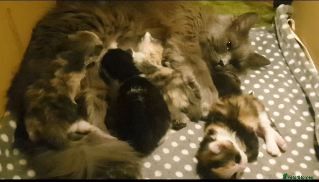 British Longhair cats for sale: british long hair  - Image 17