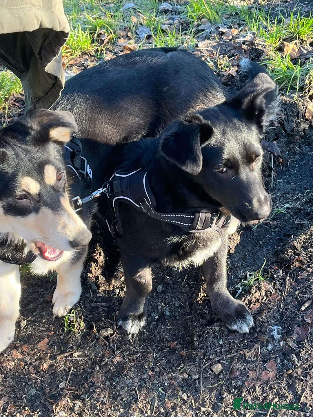 Mixed Breed dogs for adoption: ❤️LADY&DORI❤️ Small Gentle and Social Sisters - Advert 5