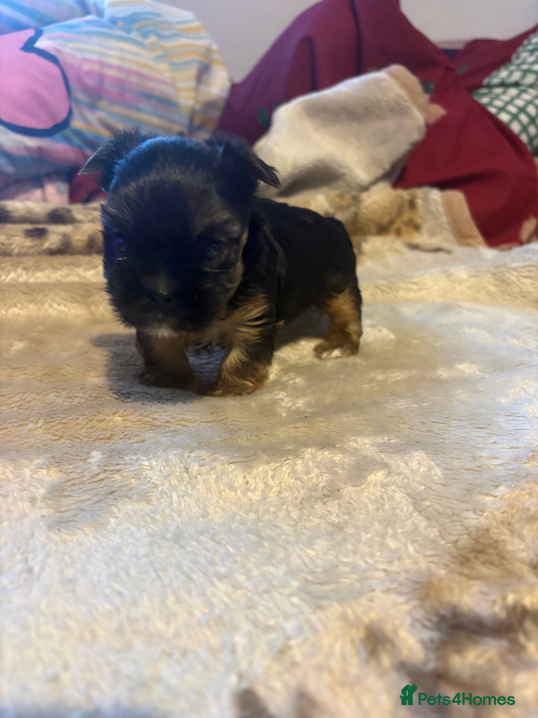 Yorkshire Terrier dogs for sale: 3 Yorkshire Terrier mini Girls - Advert 6