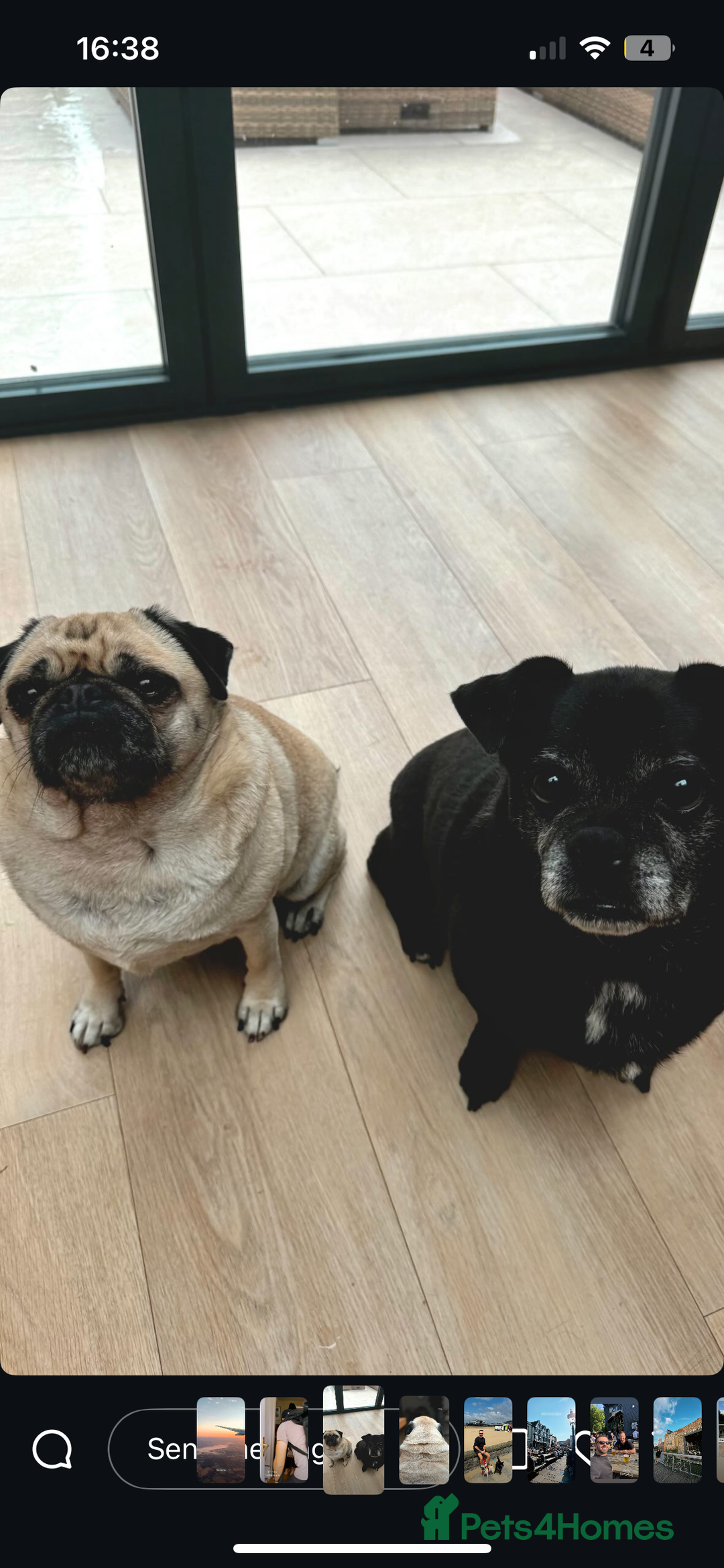 Pug dogs for sale: Chug and pug  - Image 4