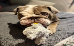 English Bulldog dogs for sale: 5 year old English bulldog  - Image 6