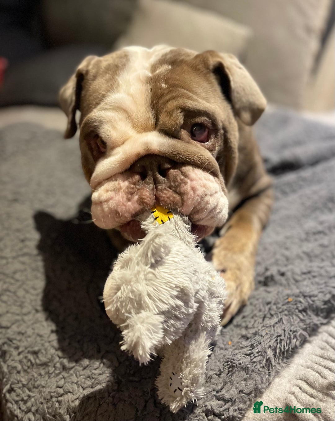 English Bulldog dogs for sale: 5 year old English bulldog  - Image 6