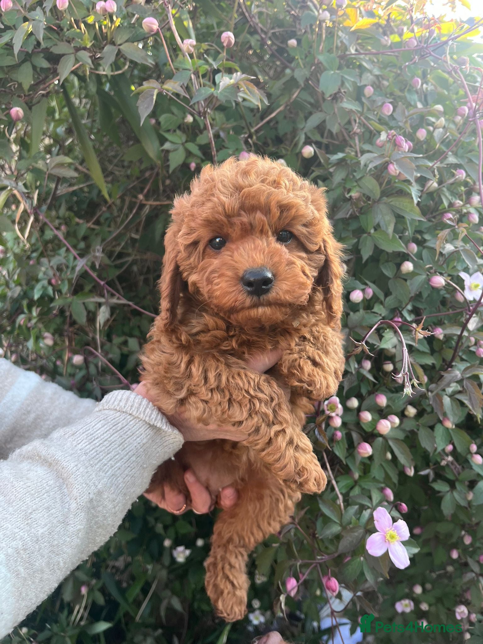 Cavapoo dogs Deep red Cavapoos - Advert 1