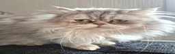 Persian cats for sale: Snuggly babies, chinchilla persian x  in Plymouth - Advert 35
