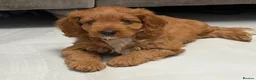 Cavapoo dogs for sale: 5⭐️licensed Breeder, outstanding F1 cavapoo’s  - Advert 9