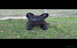 German Shepherd dogs for sale: German shepherd puppy  - Image 1