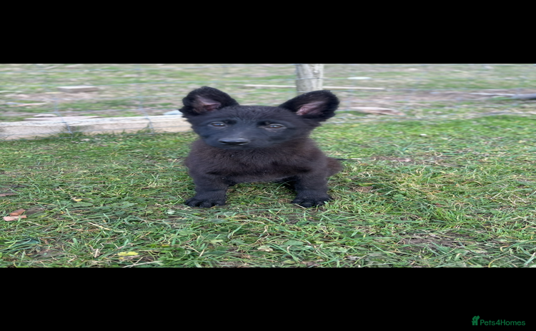 German Shepherd dogs - Advert 1