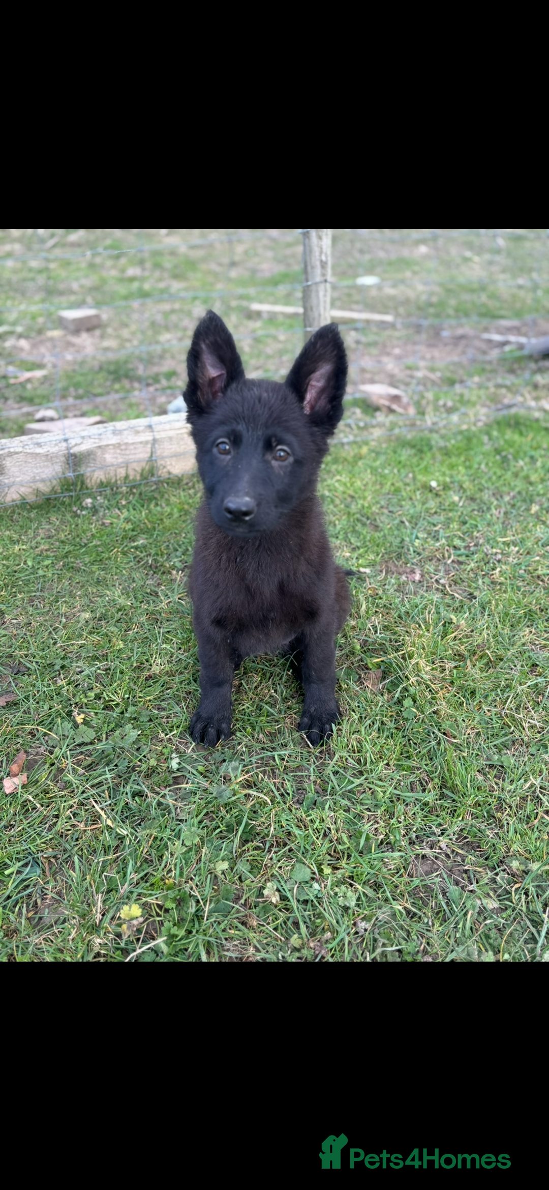 German Shepherd dogs for sale: German shepherd puppy  - Image 1