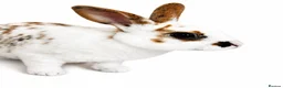 Rex rabbits for sale: X2 Mini Rex  - Advert 2