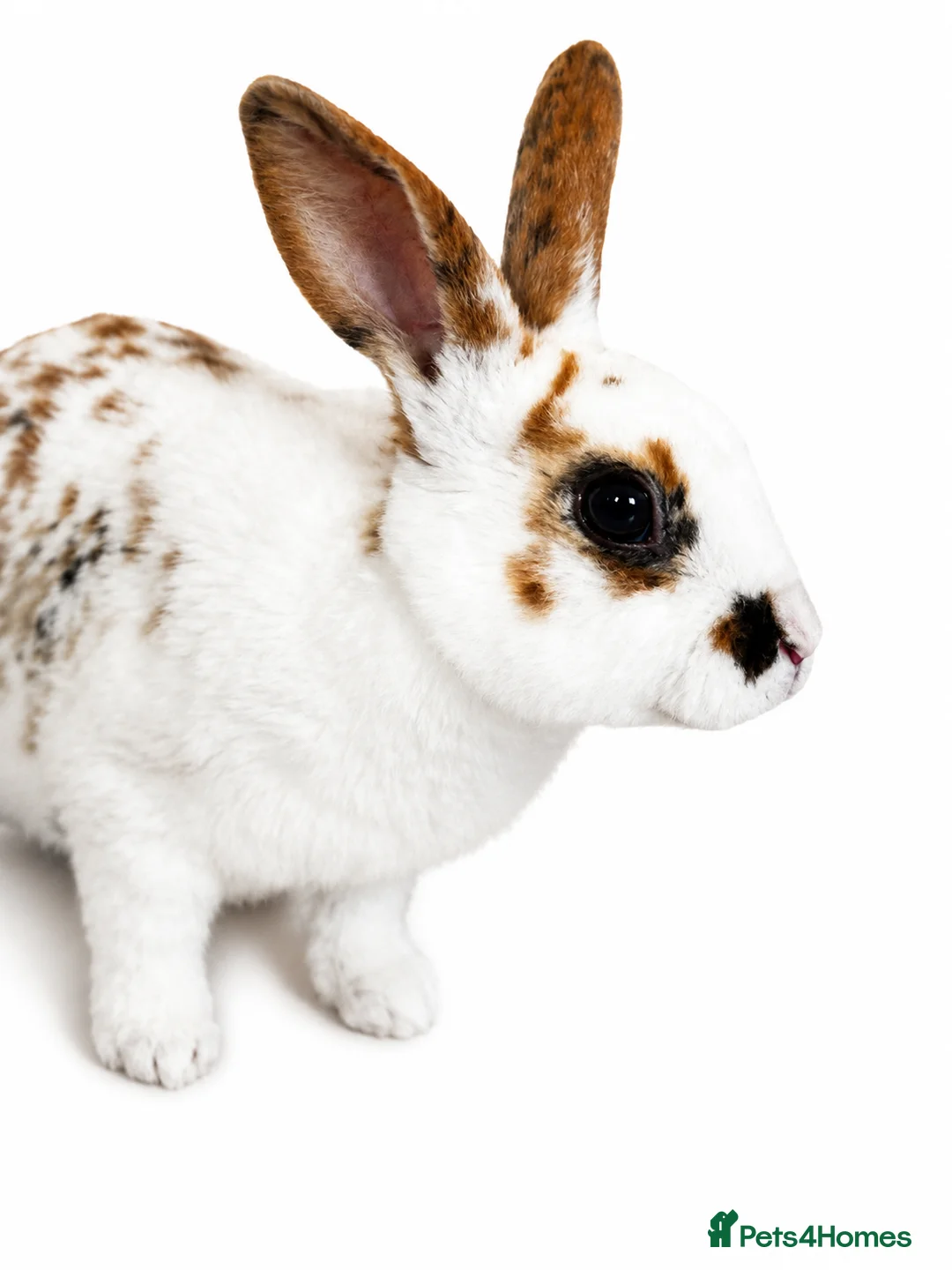 Rex rabbits for sale: X2 Mini Rex  - Advert 2