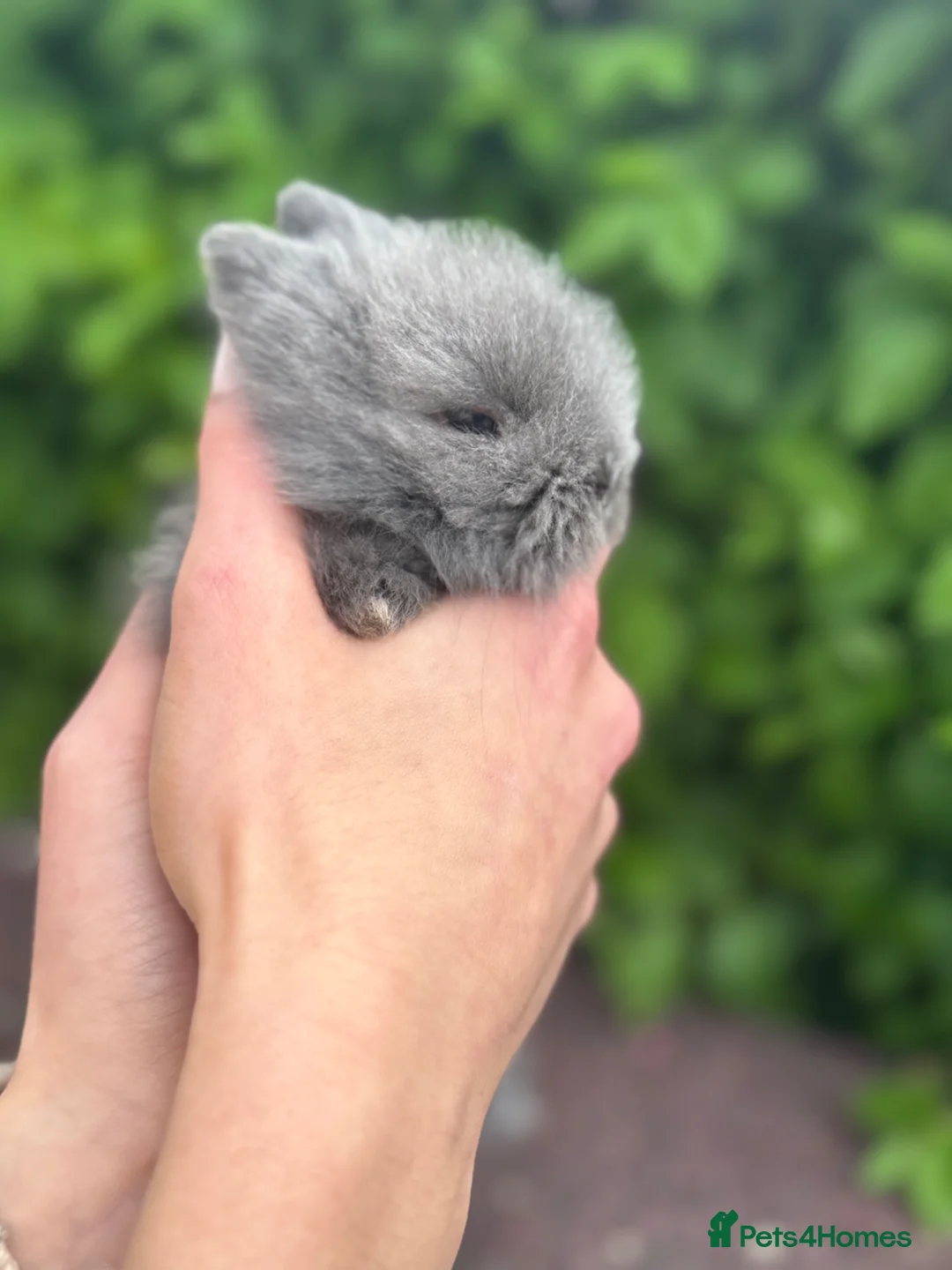 Mini Lion Lop rabbits for sale: Lion lops for sale! - Advert 2