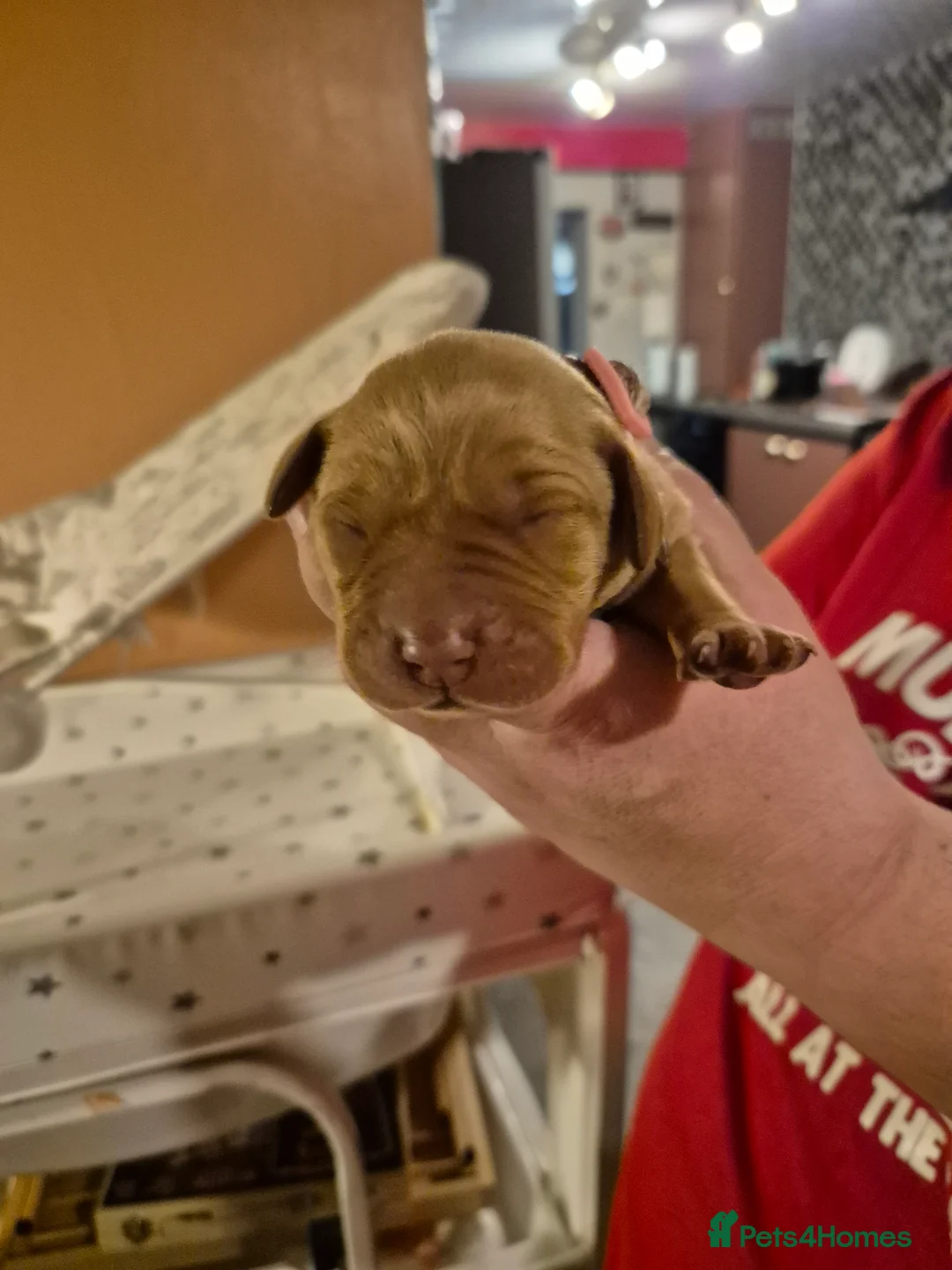 Labrador Retriever dogs for sale: KC Registered Pedigree Labrador Retriever Puppies - Advert 5