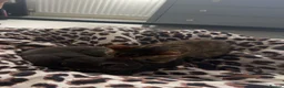 Mixed Breed cats for sale: Sister cats for sale  in Doncaster - Advert 3