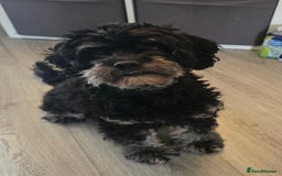 Cavapoo dogs for sale: Cavapoo puppies  - Image 8