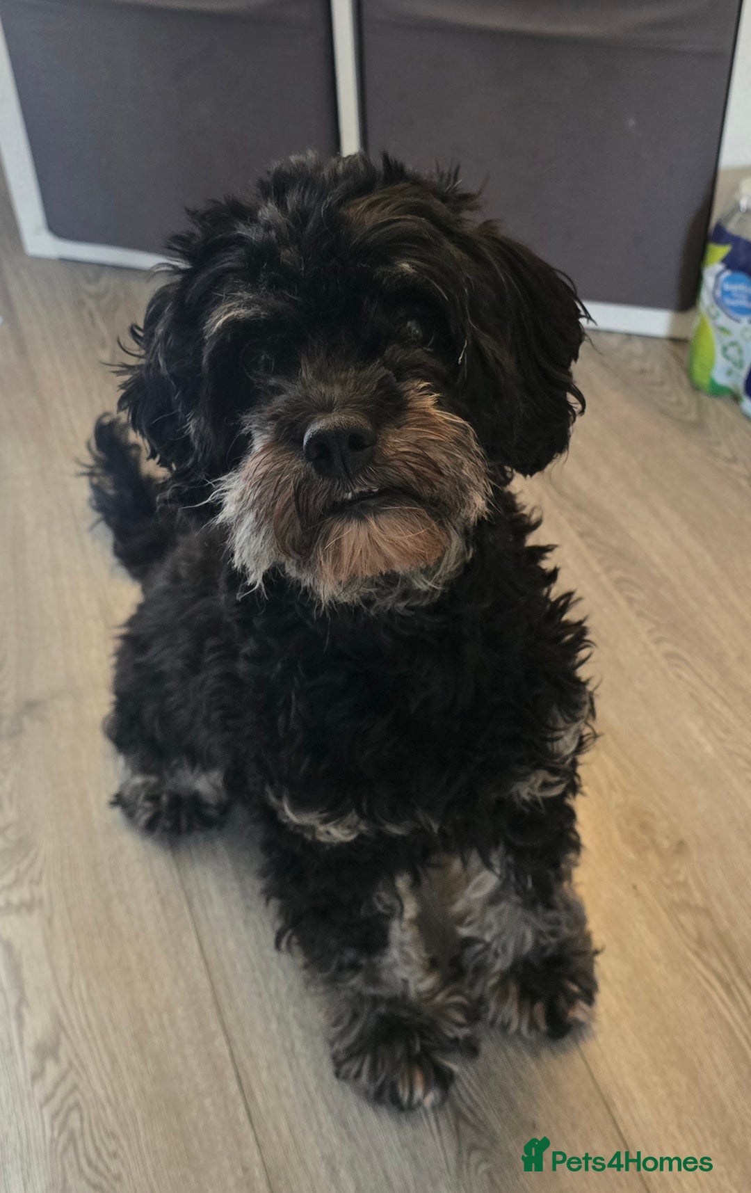 Cavapoo dogs for sale: Cavapoo puppies  - Image 8