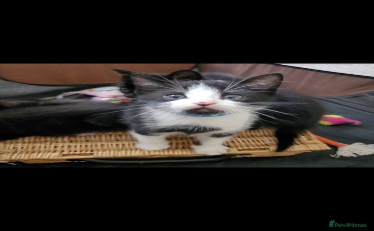 Domestic Shorthair cats - Advert 7