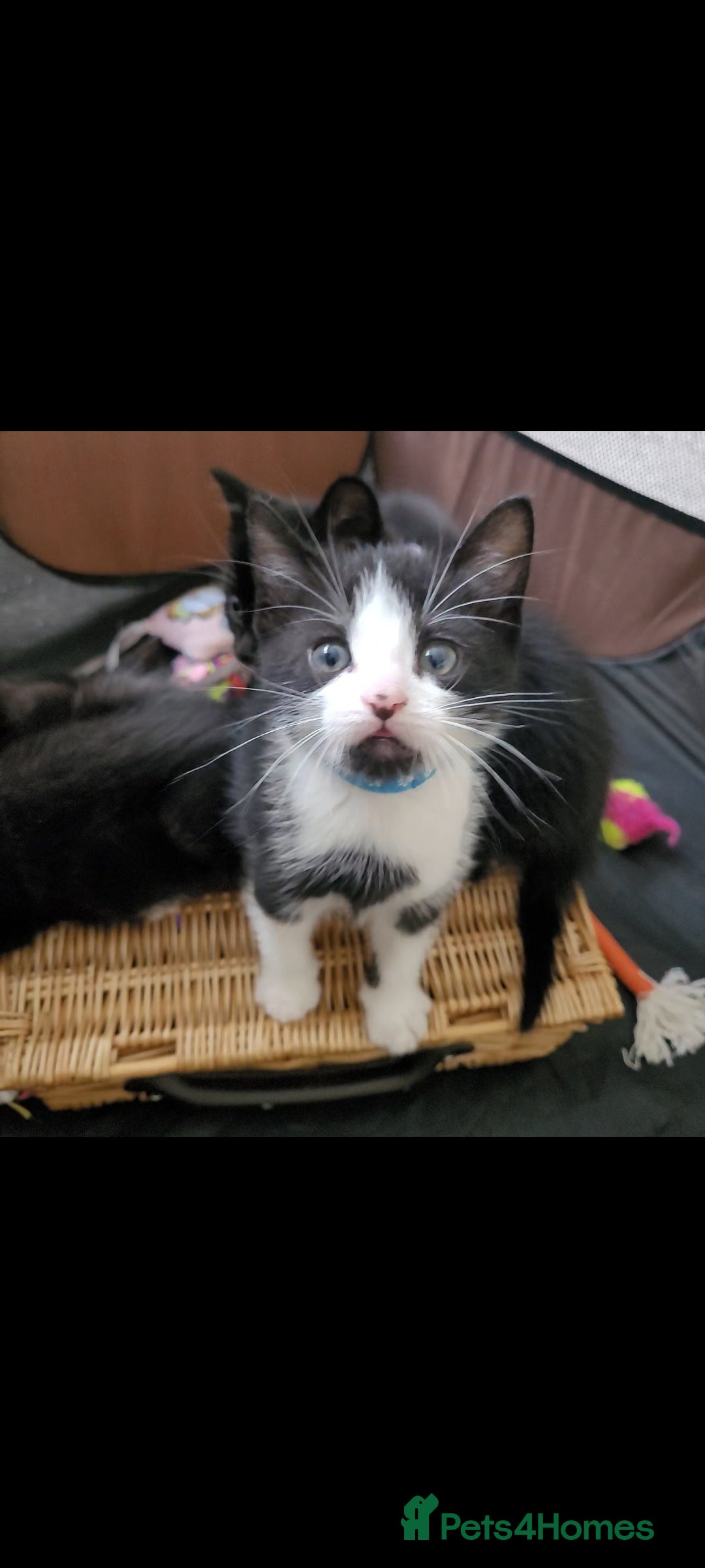 Domestic Shorthair cats for sale: 6 lovable bundles of mischief seek forever home - Image 1