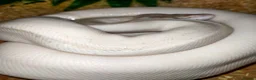Python Snake reptiles for sale: Ball pythons  - Advert 4
