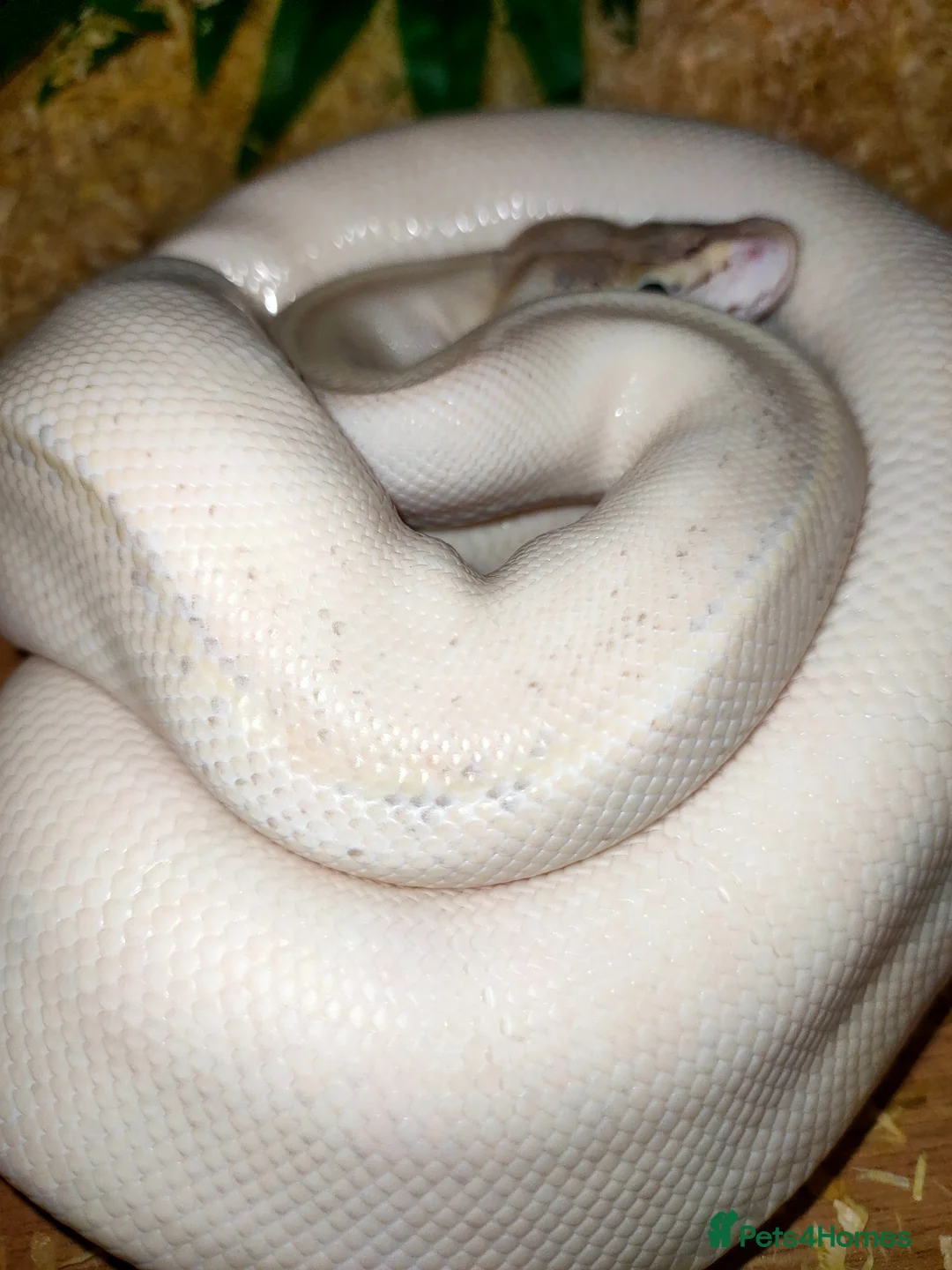 Python Snake reptiles for sale: Ball pythons  - Advert 2