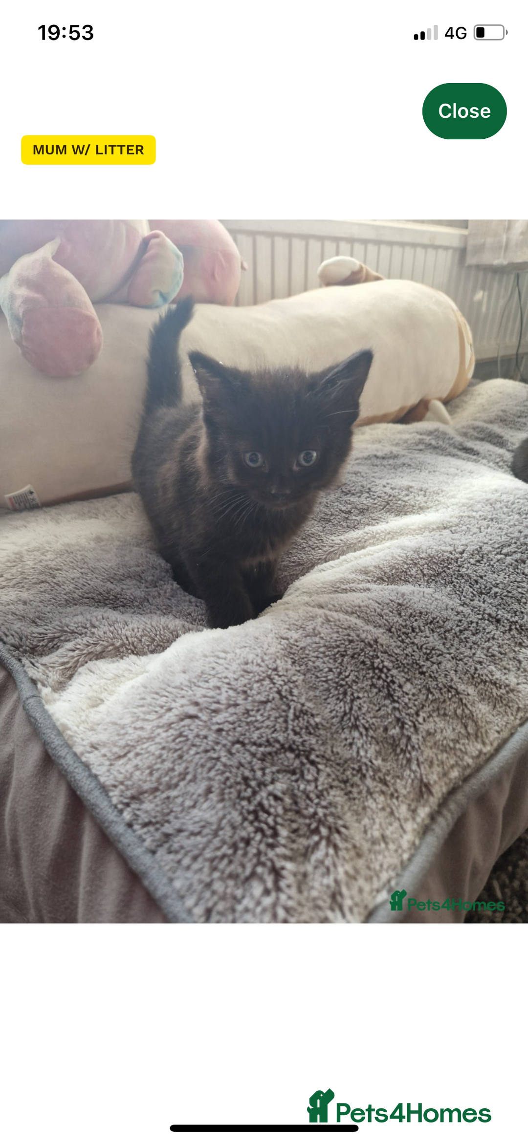 British Shorthair cats for sale: Beautiful British Shorthair Litter of 2 - Advert 4