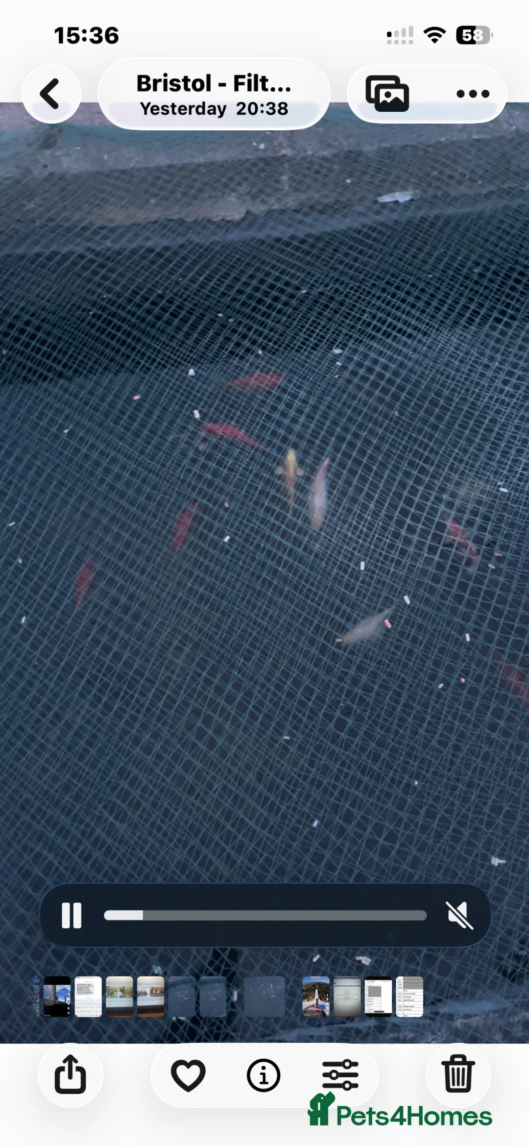Goldfish fish for sale: 7 goldfish for sale 5 pound each - Advert 2